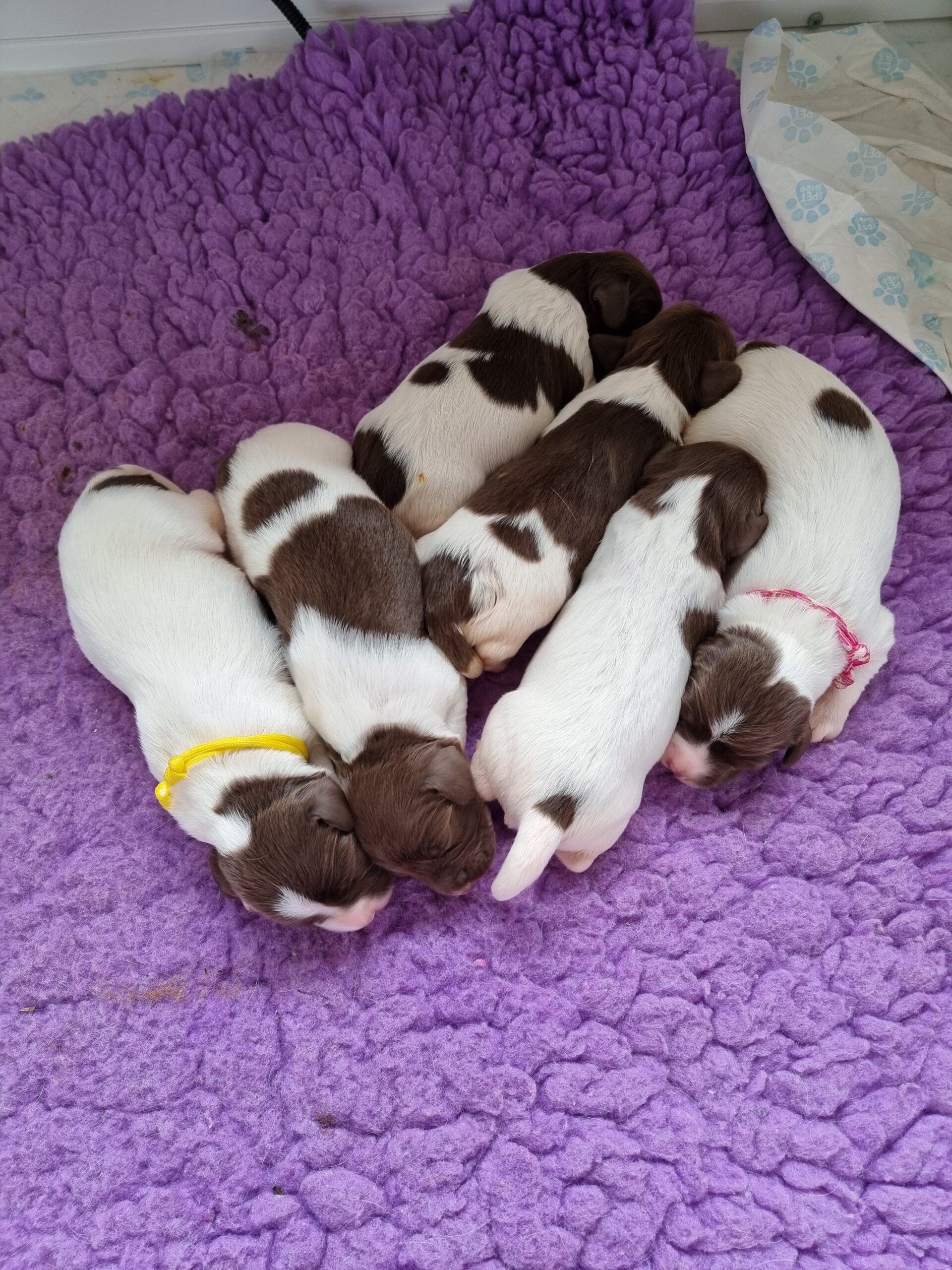 Newborn springer spaniel sales puppies